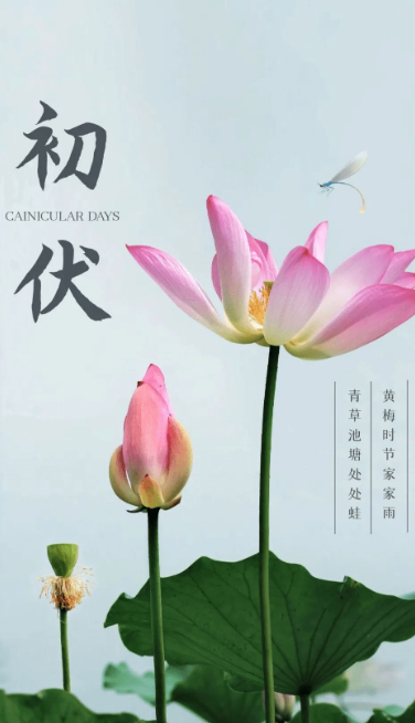 熱、熱、熱！入伏中……(圖1)